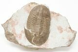 Rare, Ptychopyge Trilobite - St Petersburg, Russia #200391-1